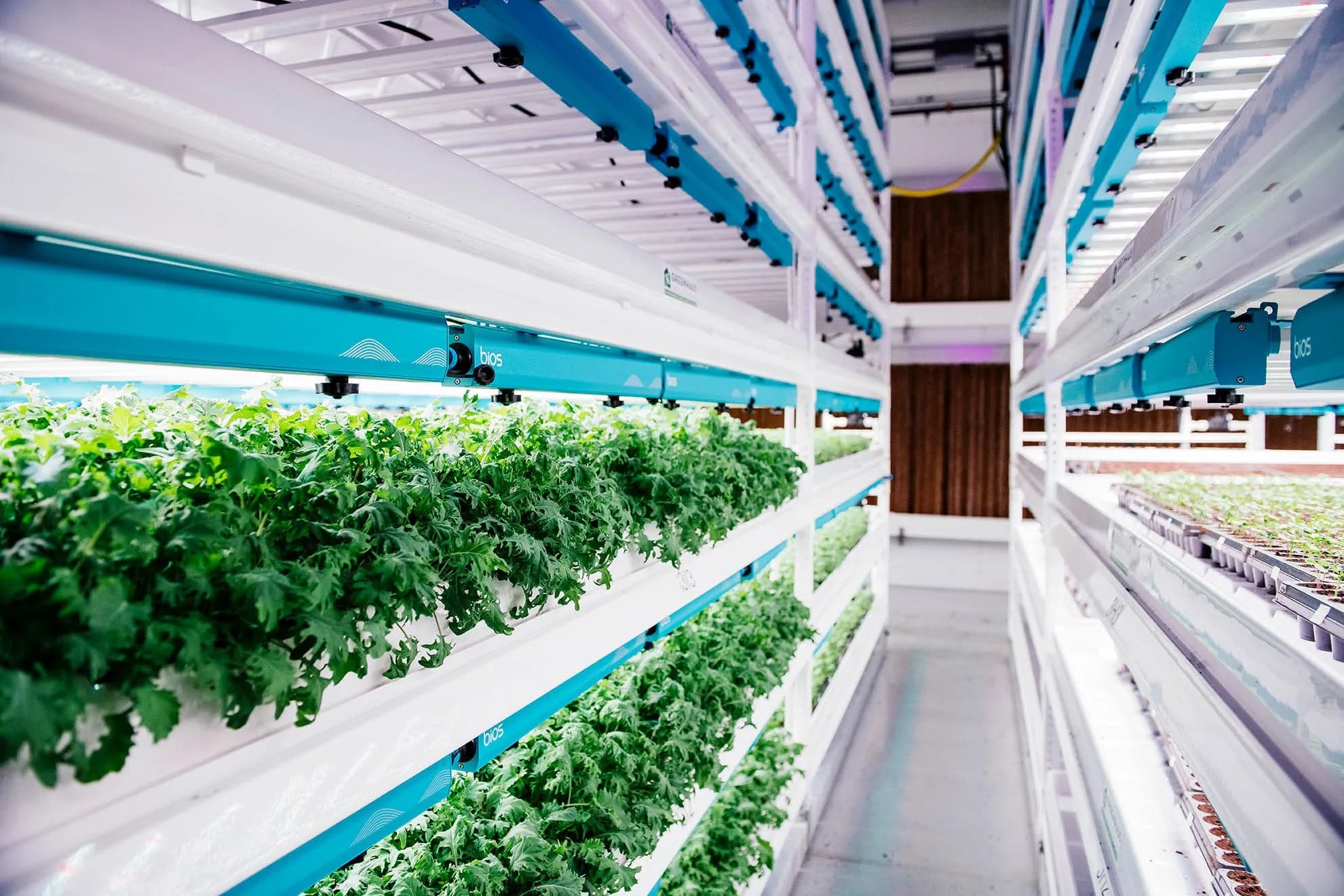 Lettuce growing in NFT channels under white LED light at Planted Detroit