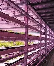 philips, greenpower