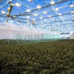 6.88-Acre GLASS VENLO Greenhouse, Never Assembled - Located in New York - Image 23