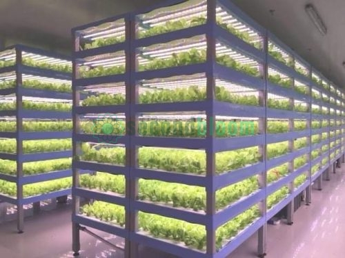 Various Views of Oasis Biotech Sananbio Vertical Farm Unit and Equipment