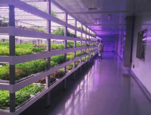 Various Views of Oasis Biotech Sananbio Vertical Farm Unit and Equipment