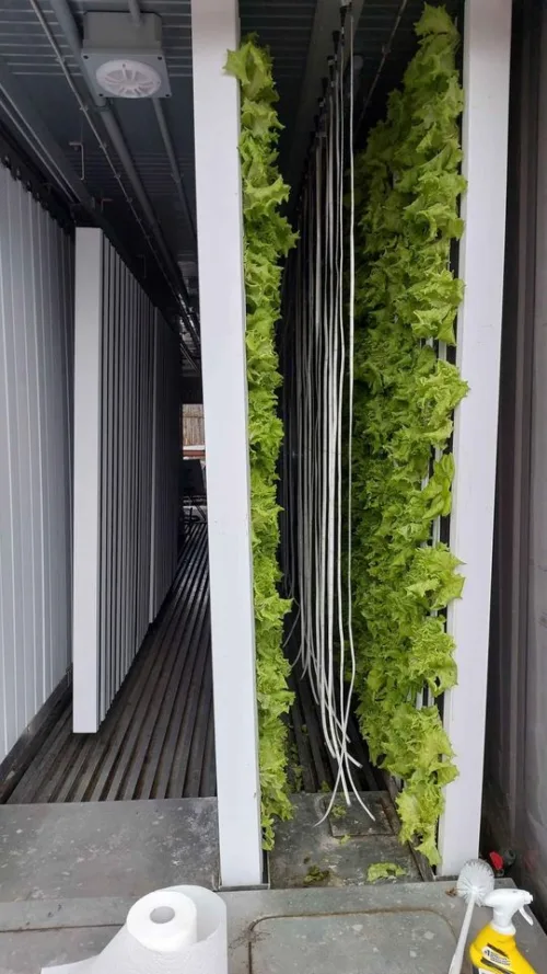 A green shipping container converted into a hydroponic farming unit, with LED lights visible through the open doors, showcasing the interior growing space filled with lush, green plants.