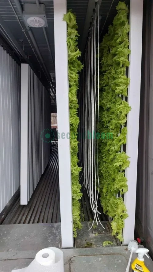 A green shipping container converted into a hydroponic farming unit, with LED lights visible through the open doors, showcasing the interior growing space filled with lush, green plants.