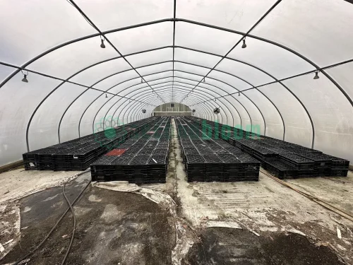 Interior view of the ground cover in the X.S. Smith Quonset Cold Frame greenhouse labeled CF02 at White's Greenhouse Auction on SecondBloom Auctions platform.