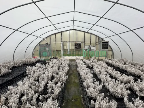Interior view of the fan and heater end of the X.S. Smith Quonset Cold Frame greenhouse