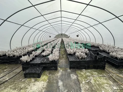 Interior view of the X.S. Smith Quonset Cold Frame greenhouse with ground cover