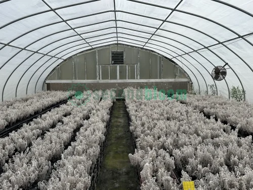 Interior view of the vent end of the X.S. Smith Quonset Cold Frame greenhouse
