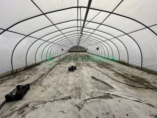 Interior view of the X.S. Smith Quonset Cold Frame greenhouse with white ground cover