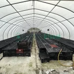 Interior view of the X.S. Smith Quonset Cold Frame greenhouse with white ground cover