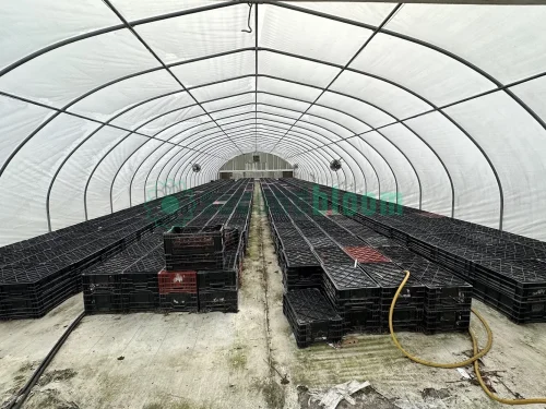 Interior view of the X.S. Smith Quonset Cold Frame greenhouse with white ground cover