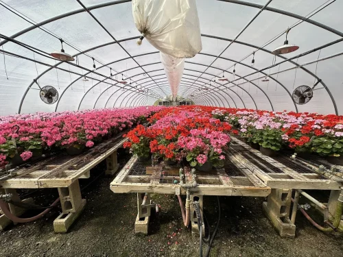 Interior view of the X.S. Smith Quonset greenhouse labeled GH11 at White's Greenhouse Auction on SecondBloom Auctions platform, featuring 5 rolling benches and geraniums.