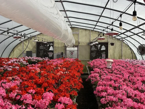 Interior view of the fan end of the X.S. Smith Quonset greenhouse labeled GH11 at White's Greenhouse Auction on SecondBloom Auctions platform, featuring essential fan equipment and geraniums.