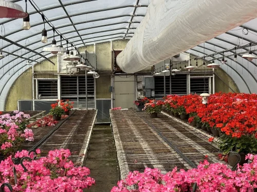 GH11 at White's Greenhouse Auction on SecondBloom Auctions platform, featuring essential vent equipment and geraniums.
