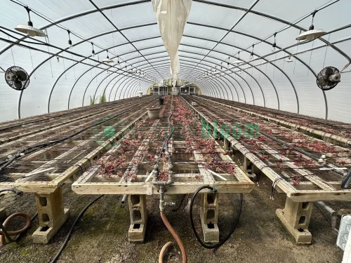 Interior view of the X.S. Smith Quonset greenhouse labeled GH17 at White's Greenhouse Auction on SecondBloom Auctions platform, featuring 5 rolling benches.