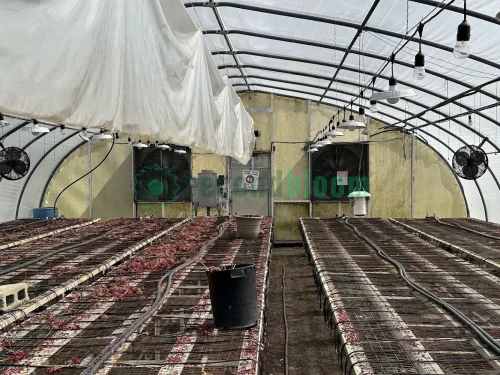 Interior view of the fan end of the X.S. Smith Quonset greenhouse labeled GH17 at White's Greenhouse Auction on SecondBloom Auctions platform, featuring essential fan equipment.