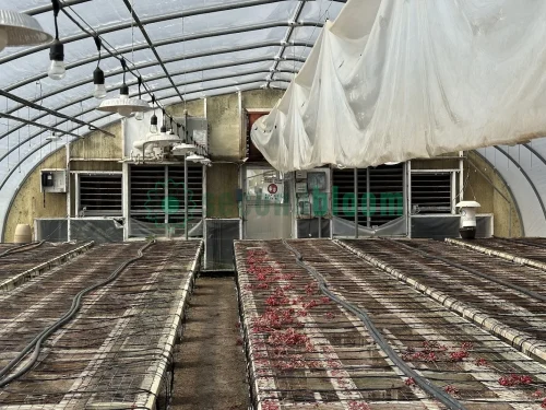 Interior view of the fan end of the X.S. Smith Quonset greenhouse labeled GH17 at White's Greenhouse Auction on SecondBloom Auctions platform, featuring essential fan equipment.