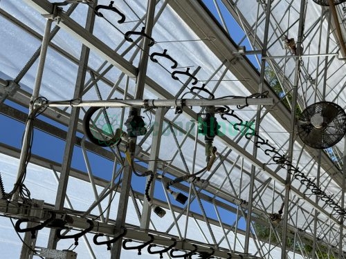 Underview of Cherry Creek Echo hanging basket lines and greenhouse infrastructure, ready for bidding at Secondbloom Auctions.