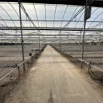 WHITE'S AUCTION LOT 202 - Bays 1-5 of Greenhouse #24 - 20,160 sq. ft. Greenhouse with Double-Poly Roof - Image 6