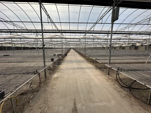 WHITE'S AUCTION LOT 202 - Bays 1-5 of Greenhouse #24 - 20,160 sq. ft. Greenhouse with Double-Poly Roof - Image 6