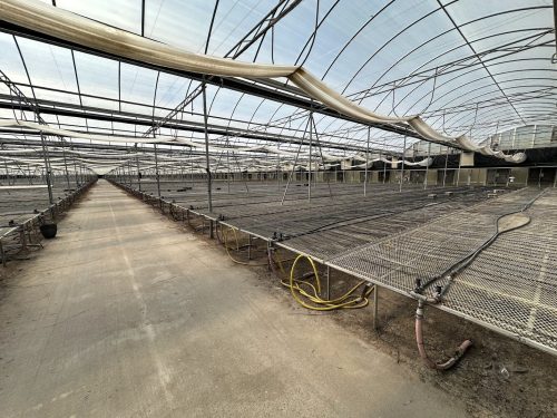 WHITE'S AUCTION LOT 202 - Bays 1-5 of Greenhouse #24 - 20,160 sq. ft. Greenhouse with Double-Poly Roof - Image 5