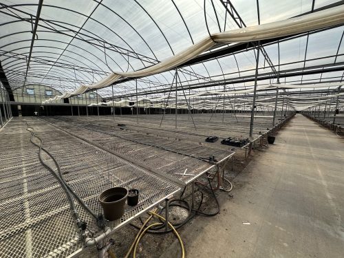 WHITE'S AUCTION LOT 202 - Bays 1-5 of Greenhouse #24 - 20,160 sq. ft. Greenhouse with Double-Poly Roof - Image 4