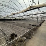 WHITE'S AUCTION LOT 202 - Bays 1-5 of Greenhouse #24 - 20,160 sq. ft. Greenhouse with Double-Poly Roof - Image 4