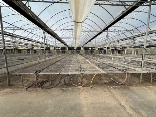 WHITE'S AUCTION LOT 202 - Bays 1-5 of Greenhouse #24 - 20,160 sq. ft. Greenhouse with Double-Poly Roof - Image 3
