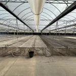 WHITE'S AUCTION LOT 202 - Bays 1-5 of Greenhouse #24 - 20,160 sq. ft. Greenhouse with Double-Poly Roof - Image 2