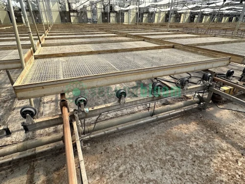 Single Movable Tray in Greenhouse 25A