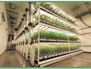 Pipp Horticulture vertical grow racks in a controlled environment.