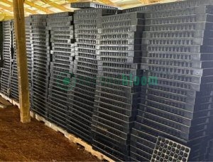 Large Stock of Proptek 128-Cell Trays