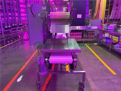 Rear-facing perspective of the Hamill APS microgreen harvester showing upper and lower conveyor belts, a work surface, and motor