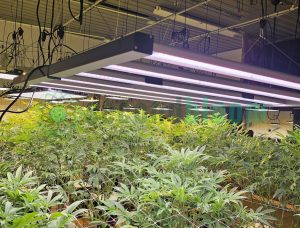 Overhead view of multiple LED grow light bars illuminating lush green cannabis plants in a climate-controlled indoor grow facility.