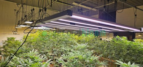 Overhead view of multiple LED grow light bars illuminating lush green cannabis plants in a climate-controlled indoor grow facility.