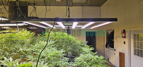 Side angle shot of a black Agrify LED fixture labeled “Agrify,” positioned above a canopy of cannabis plants.