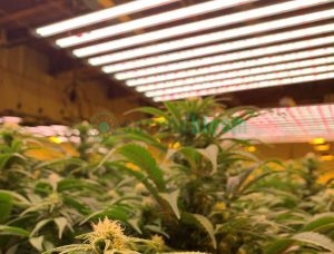 Large rectangular LED fixtures from Agrify suspended in a row, with bright white-pink light shining on a dense canopy of cannabis in a climate-controlled grow room.