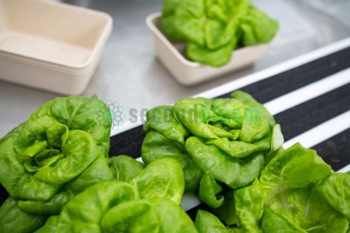 Fresh green butter lettuce heads on white striped surface ready for harvest from container farm