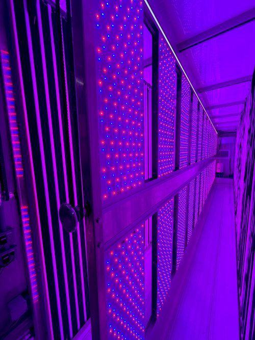 Close-up of red and blue LED grow light array showing individual diodes