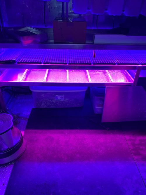 Interior view of hydroponic container farm showing purple LED lights illuminating growing trays and seedling starts