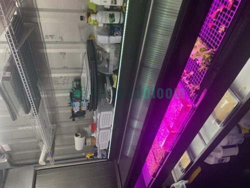 Close-up view of seedling propagation area with purple LED lights over growing trays containing young plants in hydroponic system