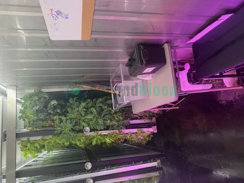 Vertical growing towers with mature leafy green plants in white PVC growing channels under purple LED lighting