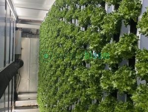 Dense wall of mature leafy green plants in vertical growing system showing high-density production capacity