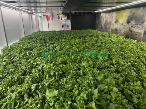 Full wall view of vertical growing system showing complete growing capacity from floor to ceiling with purple LED lighting
