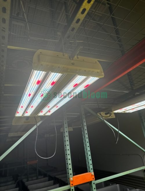 Close-up view of Fluence RAPTR 1000 LED fixture powered on with red and white diodes visible