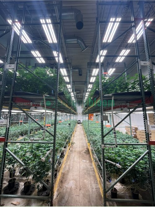 Central aisle view of double-tier grow facility with Fluence RAPTR 1000 lighting system