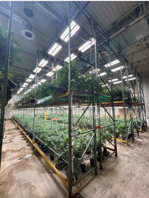 Multi-tier indoor grow setup with Fluence RAPTR 1000 lights illuminating cannabis canopy