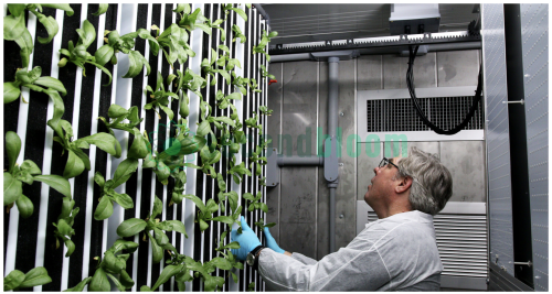 Farm worker in white coat and blue gloves tending to young plants in vertical hydroponic system