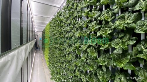 Interior view of Freight Farms Greenery showing lush green lettuce growing in vertical hydroponic panels along container walls