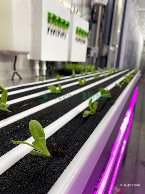Young lettuce seedlings growing in black foam medium under purple LED grow lights